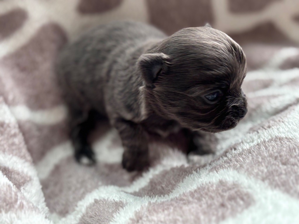 Del Techichi - Chiots disponibles - Chihuahua