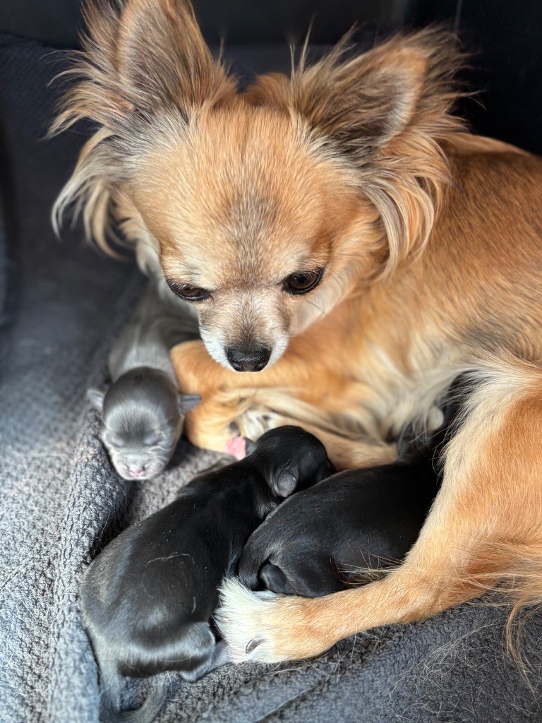 Chiot Chihuahua Del Techichi