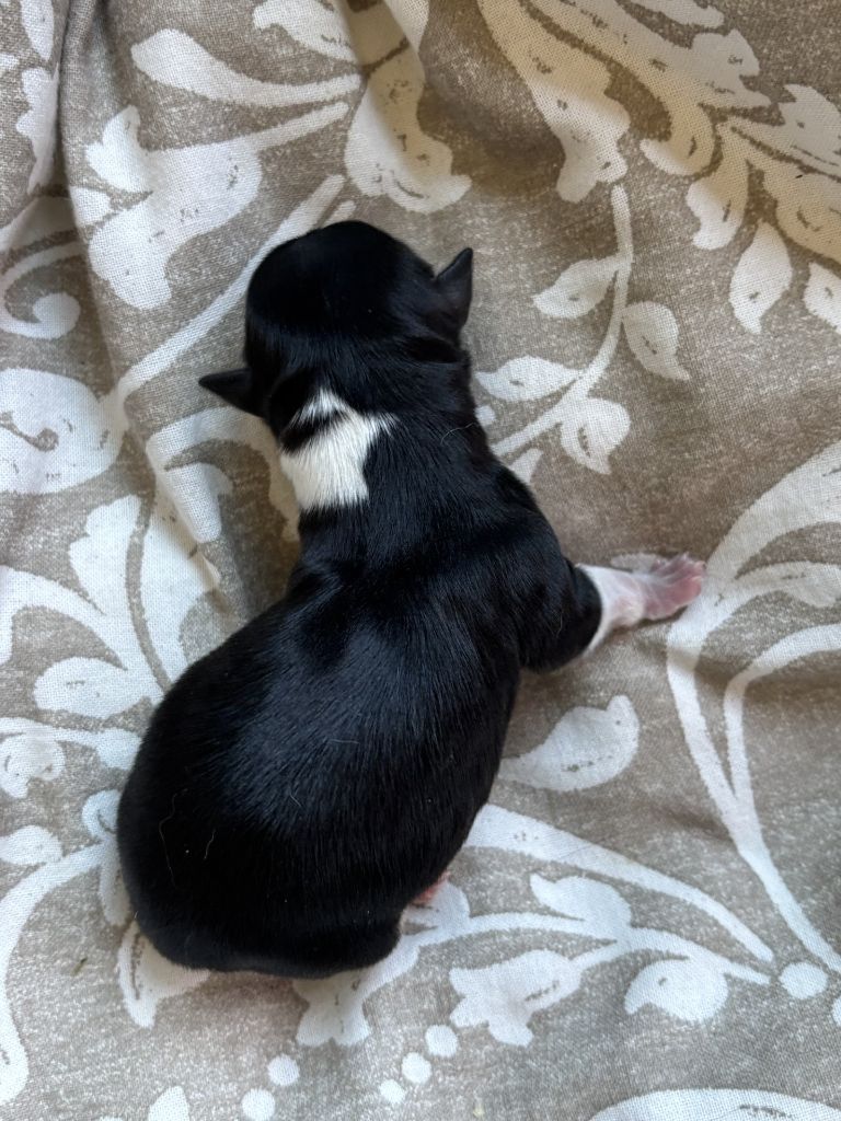Del Techichi - Chiots disponibles - Chihuahua