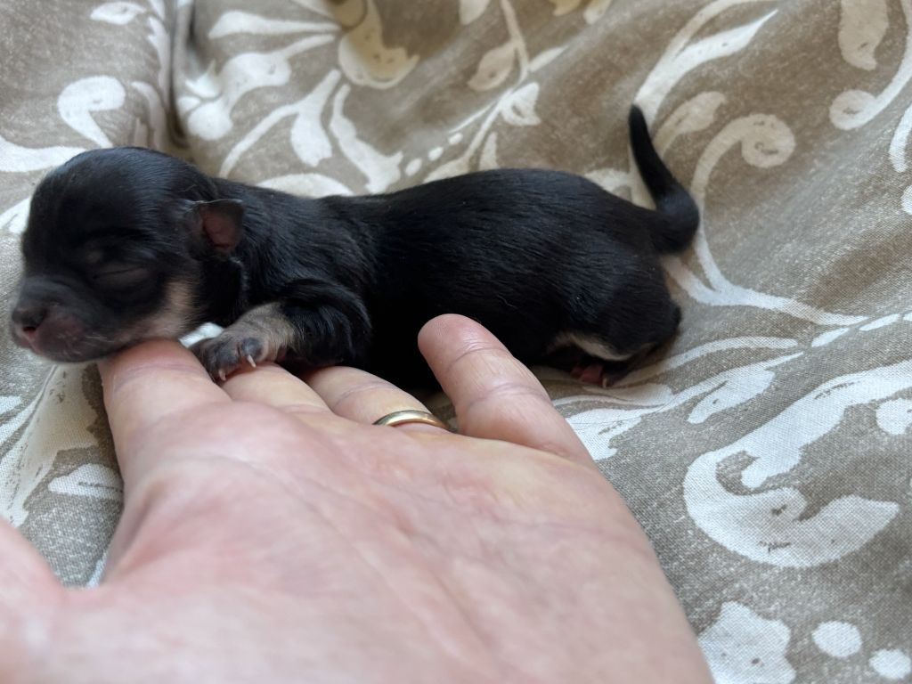 Del Techichi - Chiots disponibles - Chihuahua
