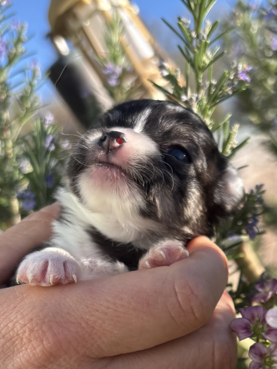 Chiot Chihuahua Del Techichi