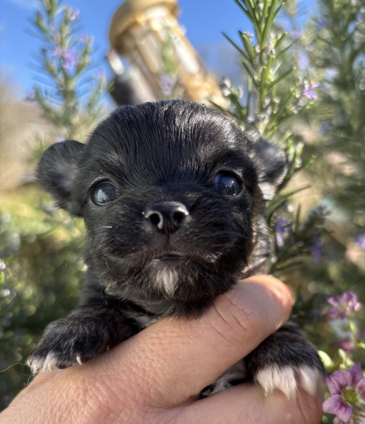 Del Techichi - Chiots disponibles - Chihuahua