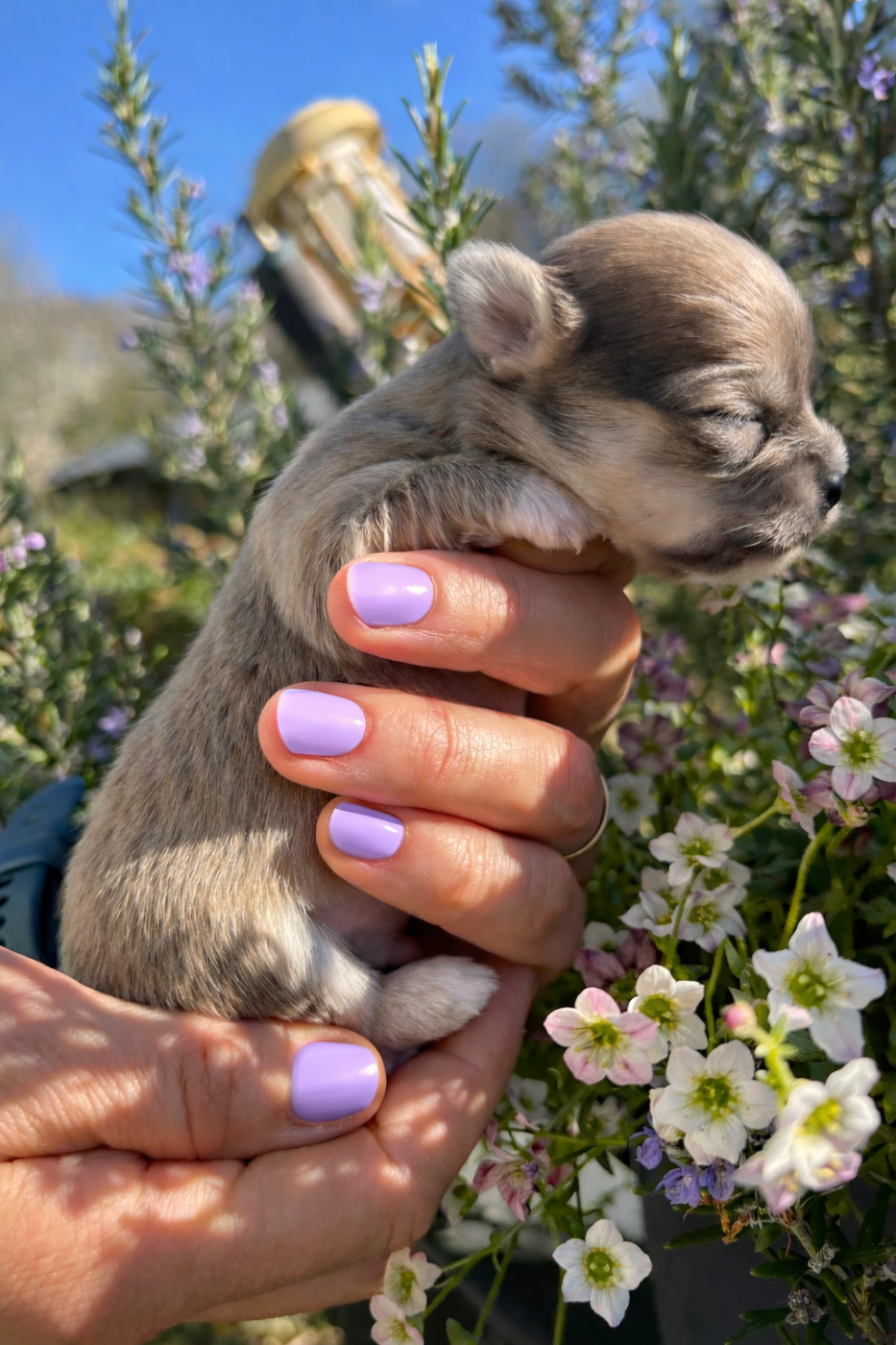 Chiot Chihuahua Del Techichi