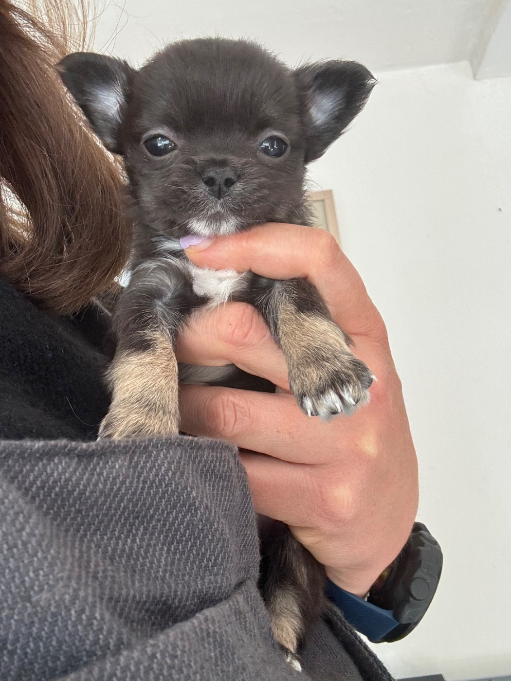 Del Techichi - Chiots disponibles - Chihuahua