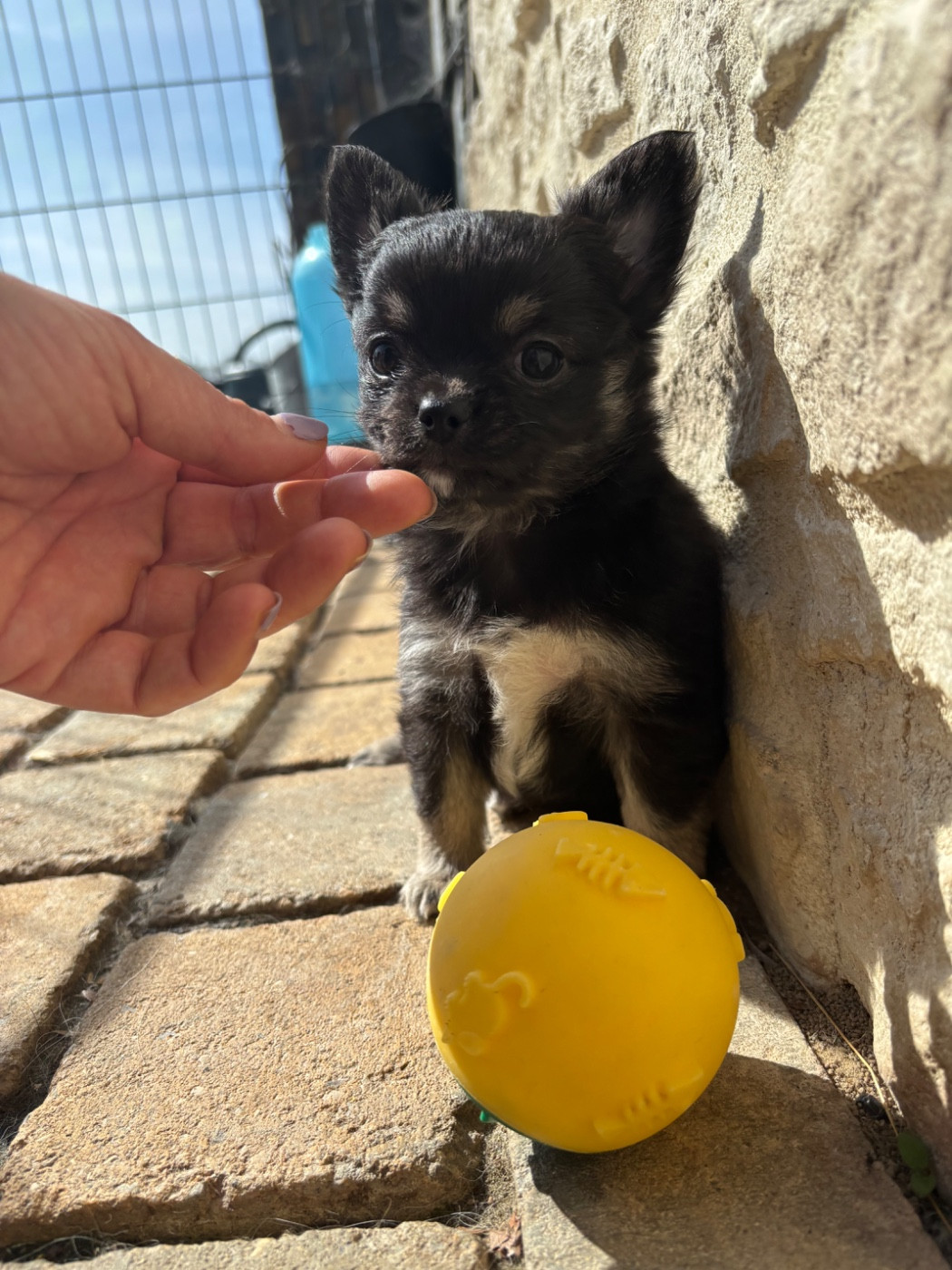 Del Techichi - Chiots disponibles - Chihuahua