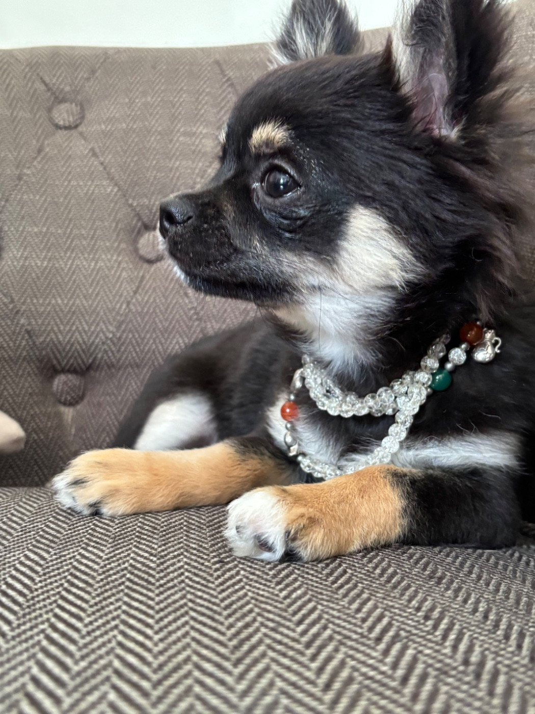 Del Techichi - Chiots disponibles - Chihuahua