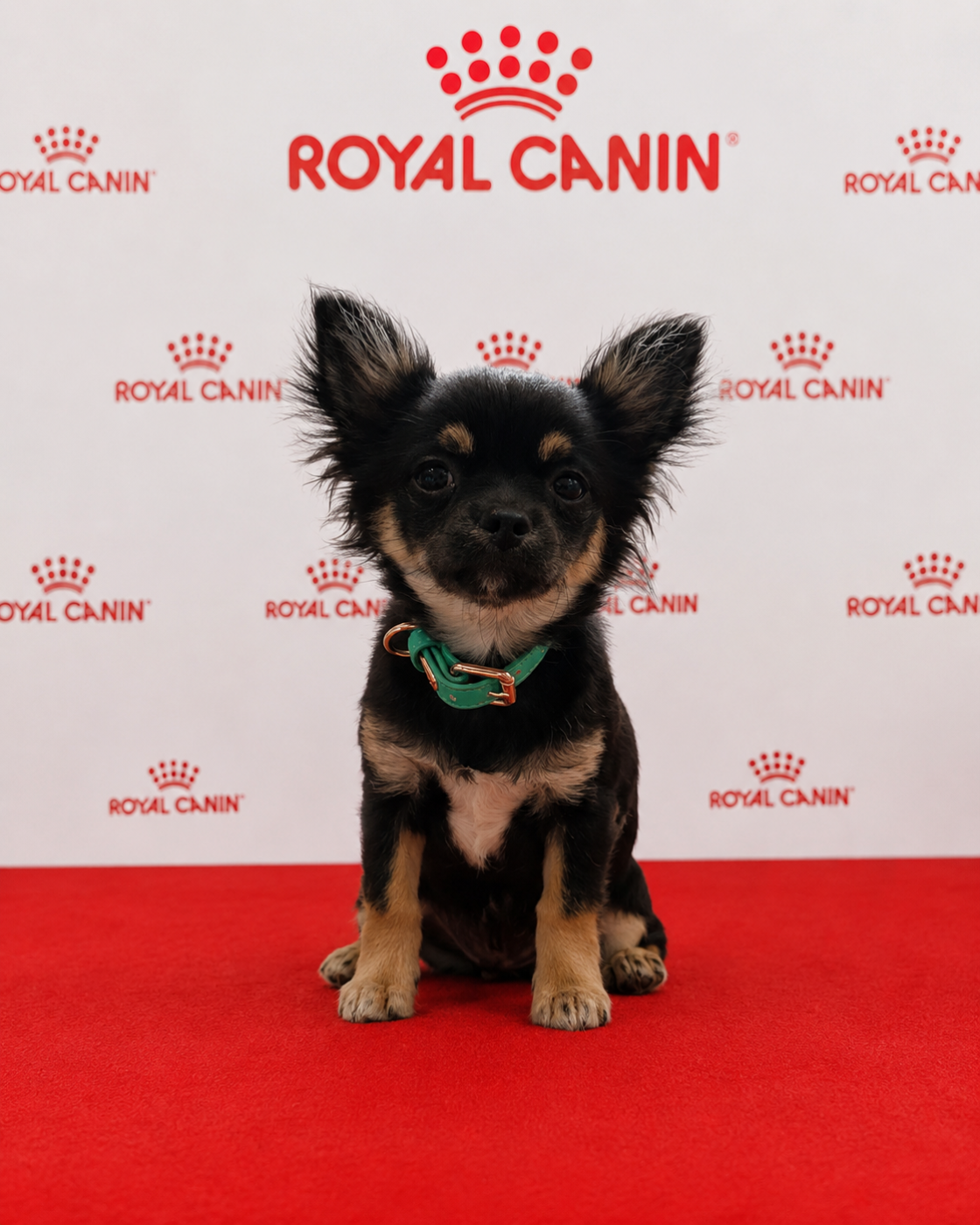 Del Techichi - Chiots disponibles - Chihuahua
