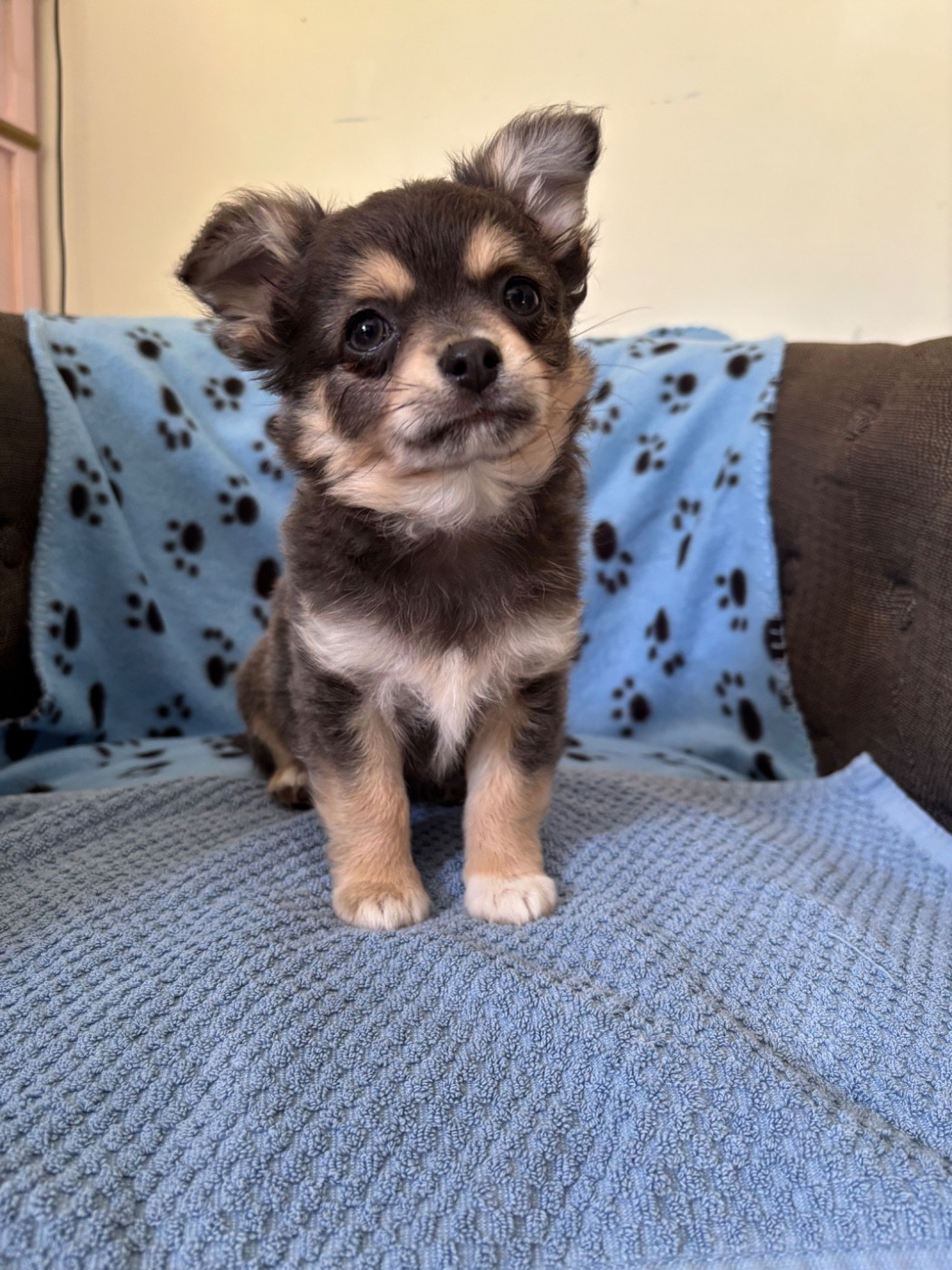 Del Techichi - Chiots disponibles - Chihuahua