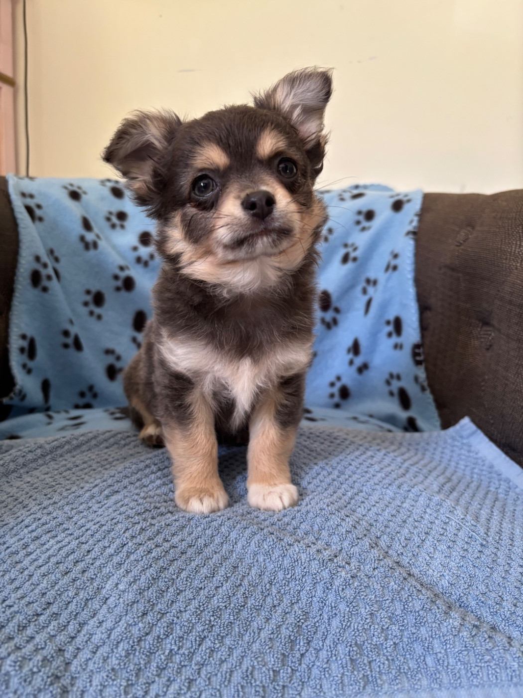 Chiot Chihuahua Del Techichi