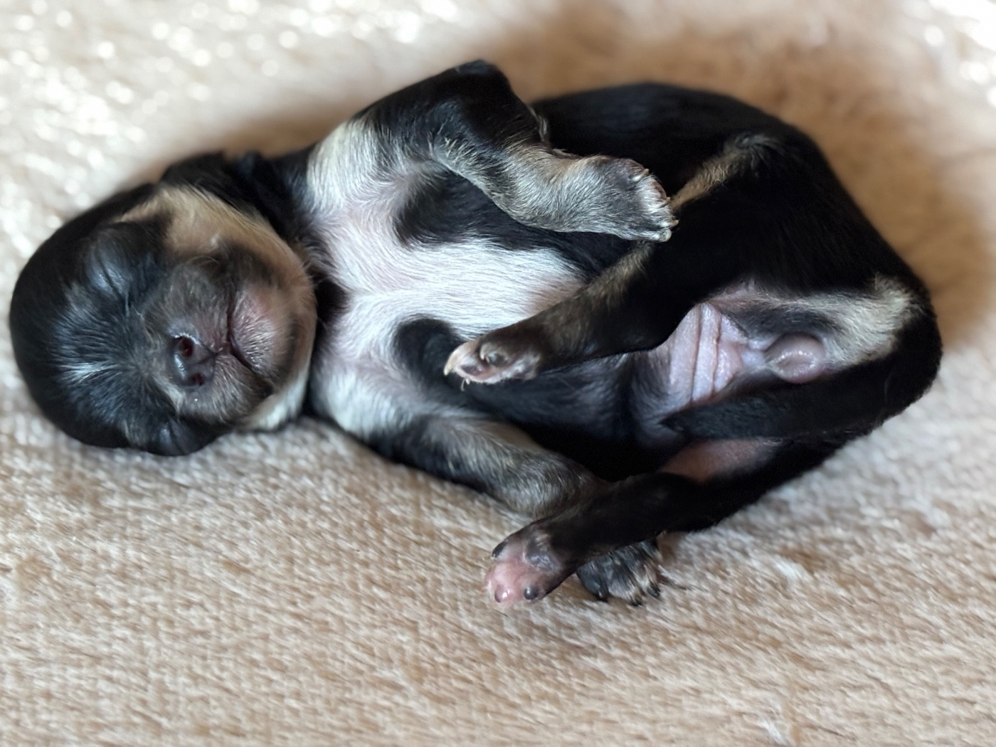 Del Techichi - Chiots disponibles - Chihuahua