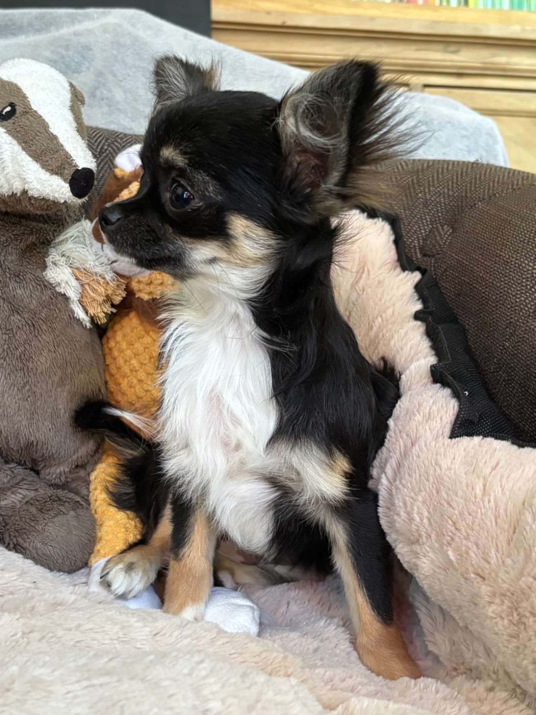 Del Techichi - Chiots disponibles - Chihuahua