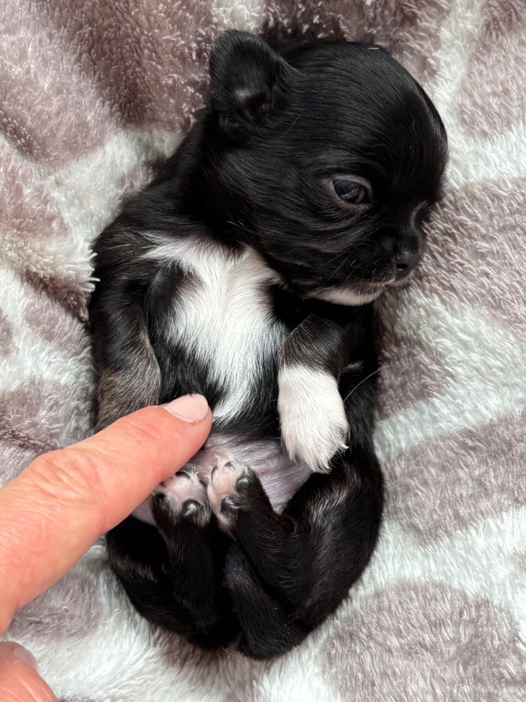 Del Techichi - Chiots disponibles - Chihuahua