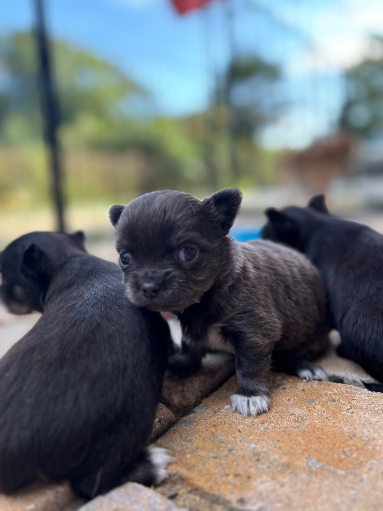Chiot Chihuahua Del Techichi