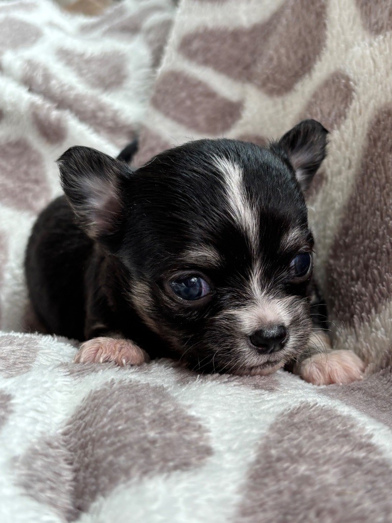 Del Techichi - Chiots disponibles - Chihuahua