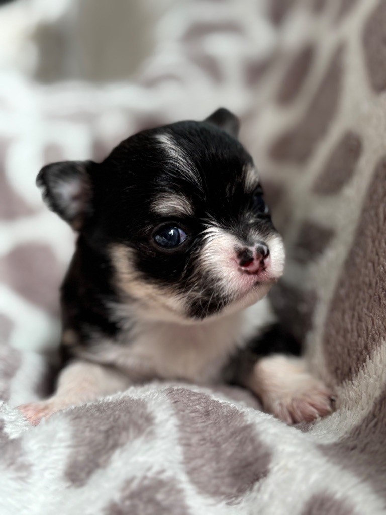 Del Techichi - Chiots disponibles - Chihuahua