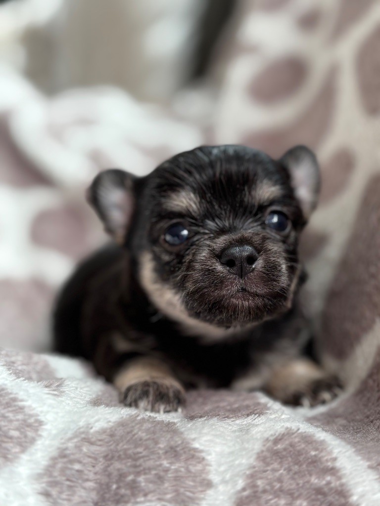 Del Techichi - Chiots disponibles - Chihuahua