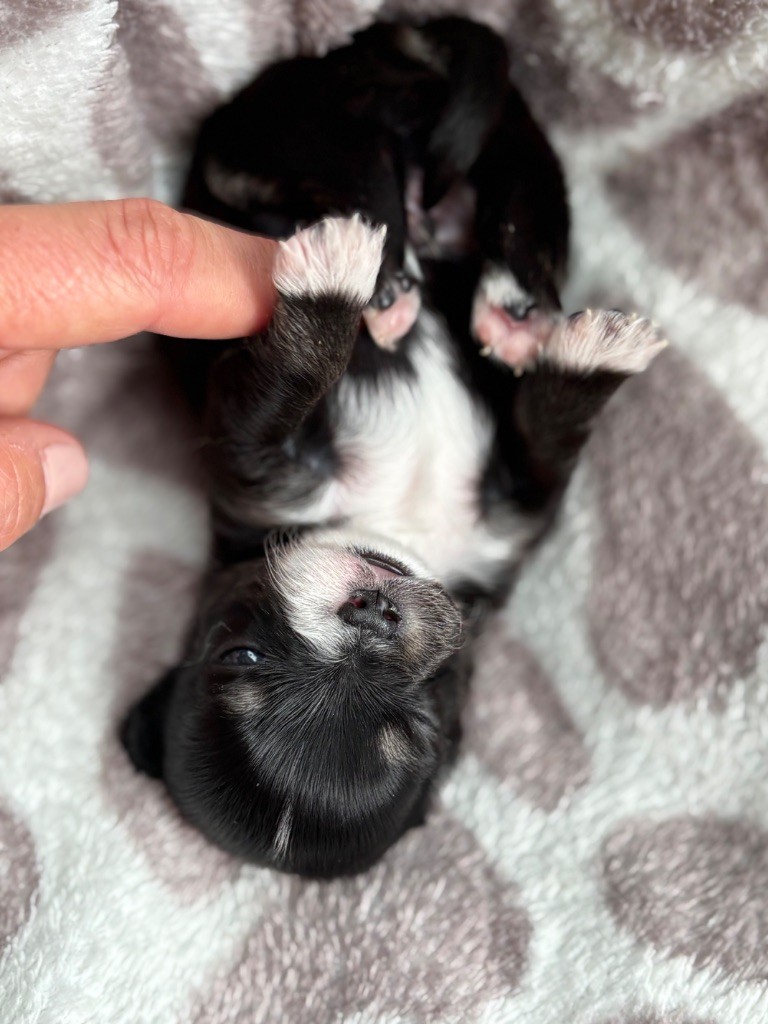 Del Techichi - Chiots disponibles - Chihuahua