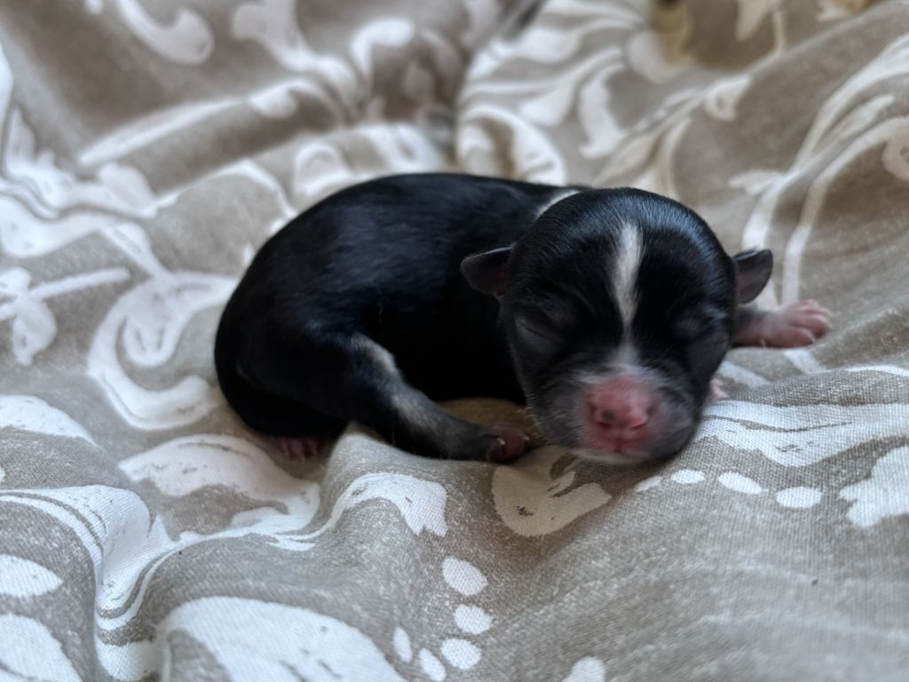 Del Techichi - Chiots disponibles - Chihuahua