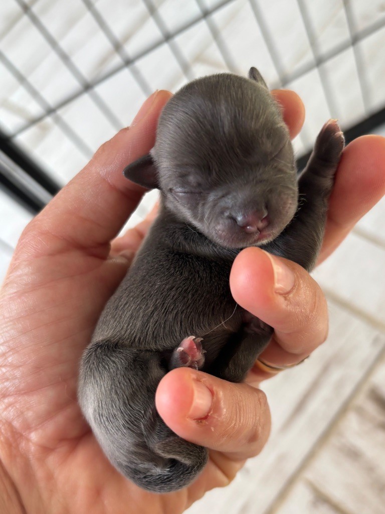Del Techichi - Chiots disponibles - Chihuahua
