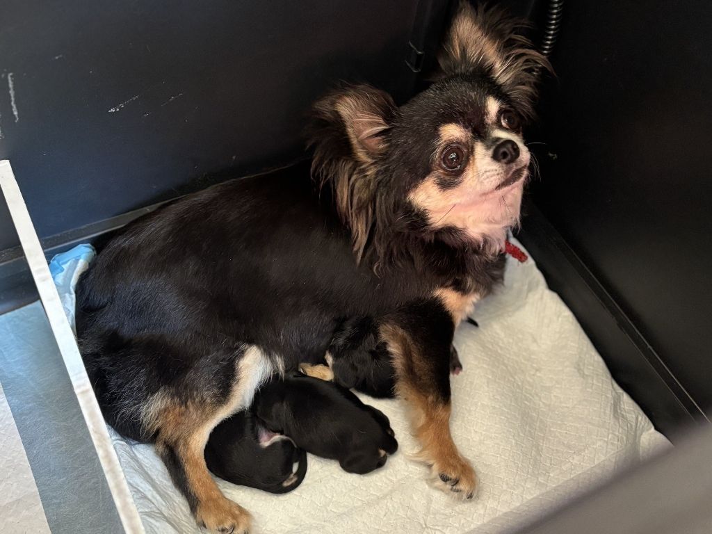 Chiot Chihuahua Del Techichi